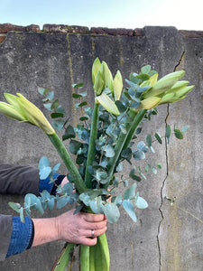 Amaryllis met eucalyptus - Bloemenatelier Han Fokkink