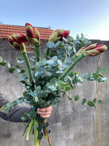 Amaryllis met eucalyptus Rood - Bloemenatelier Han Fokkink