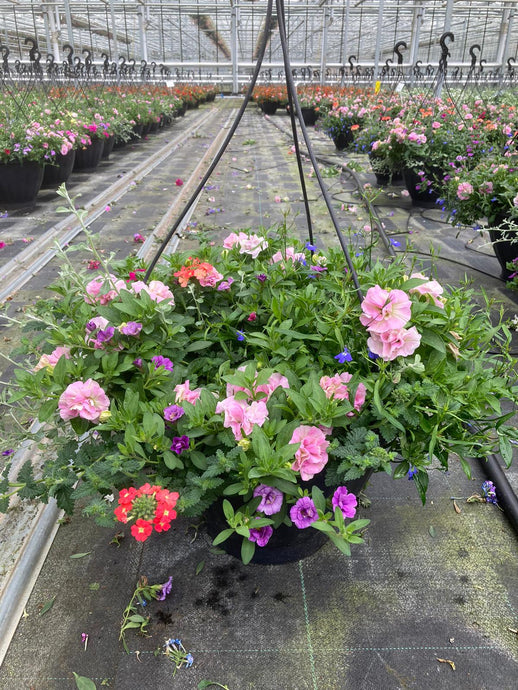 Hanging basket, Groot - Bloemenatelier Han Fokkink
